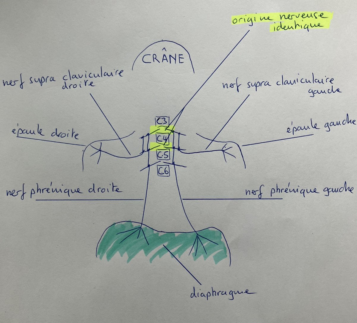 Ci-dessus, vue schématique de face de l'innervation du diaphragme