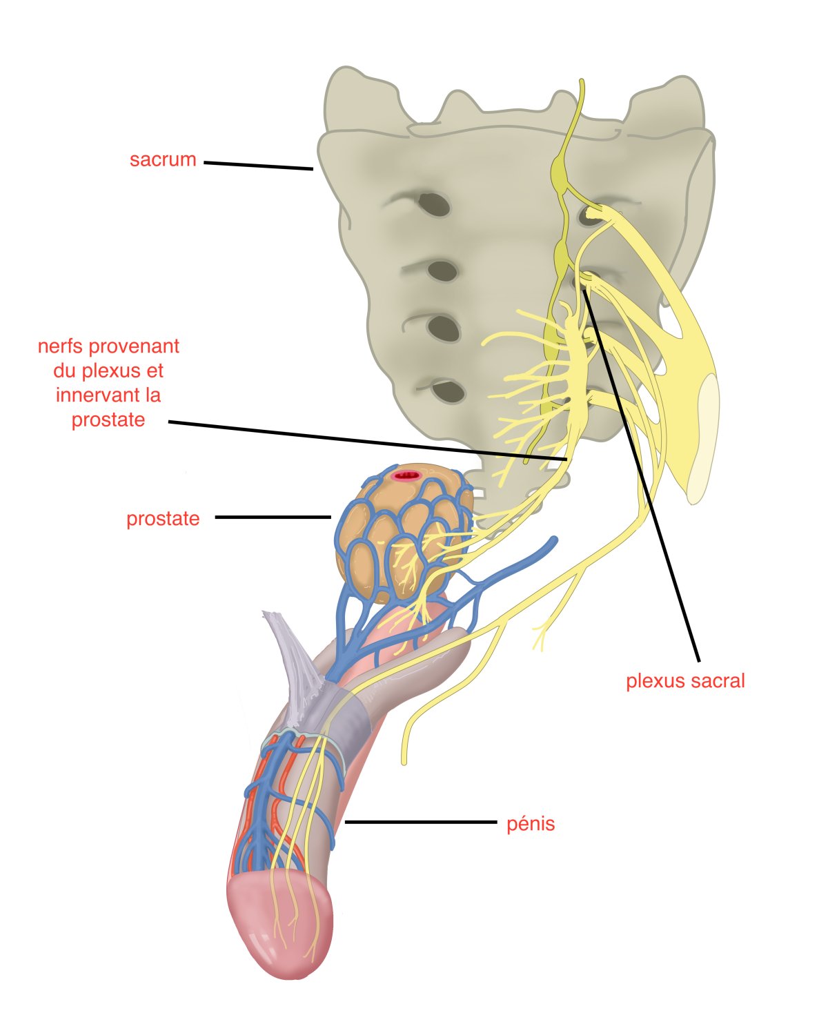 Ci-dessus, voies nerveuses reliant la prostate et le plexus sacral (L4-S1).
